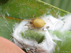 Cheiracanthium inclusum