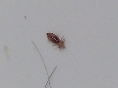 Pediculus humanus capitis