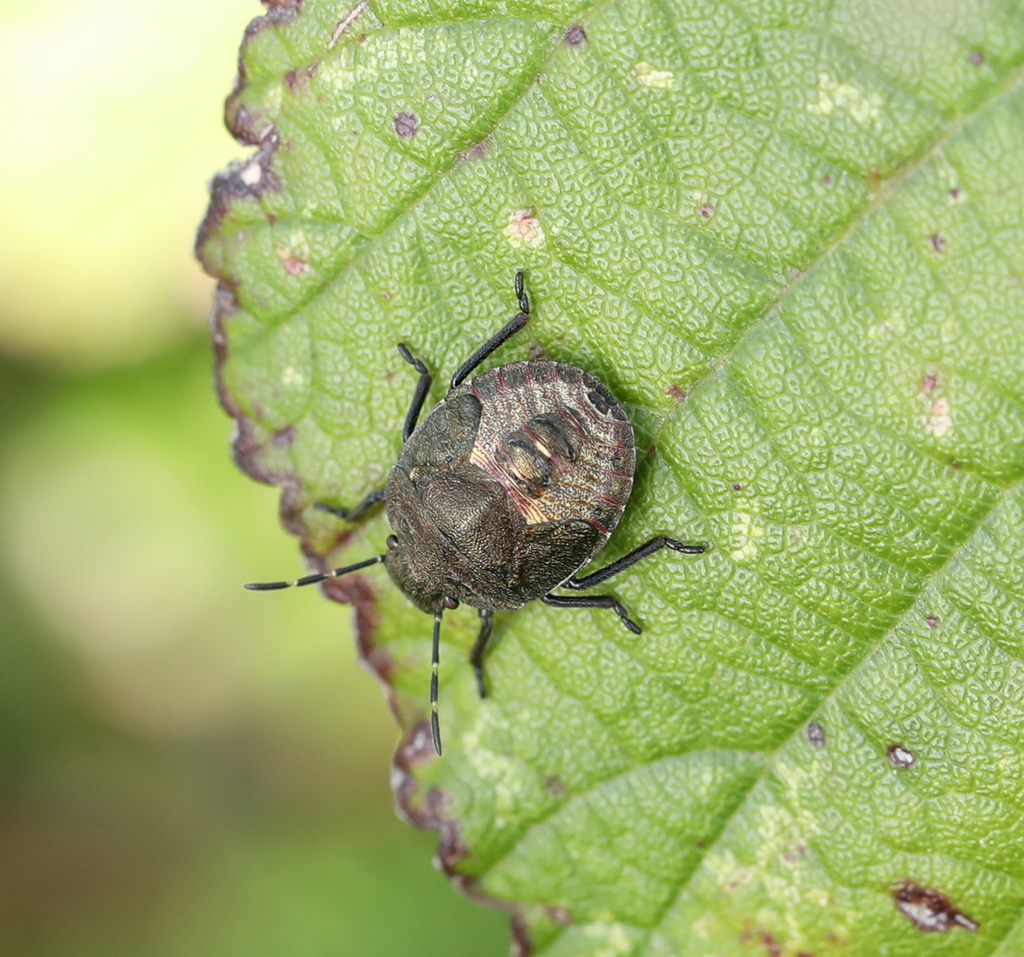 Peribalus Strictus Vernalis From Oudalle, France On October 03, 2022 At 