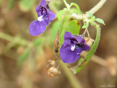 Angelonia pubescens