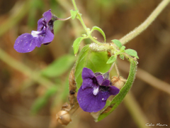 Angelonia pubescens