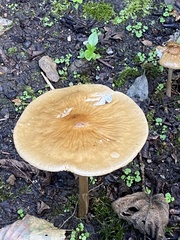 Cystoderma aureum