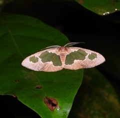 Celenna festivaria