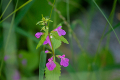 Stachys tenerrima
