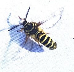 Pennisetia marginatum