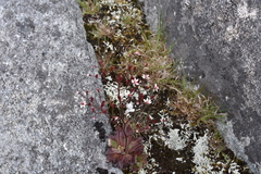 Micranthes ferruginea