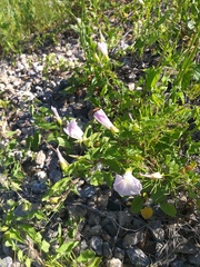 Calystegia sepium spectabilis