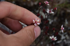 Micranthes ferruginea
