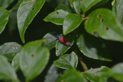 Cardioscarta flavifrons