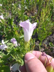 Calystegia sepium spectabilis