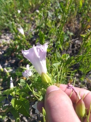 Calystegia sepium spectabilis