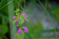 Stachys tenerrima