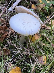Leucoagaricus leucothites
