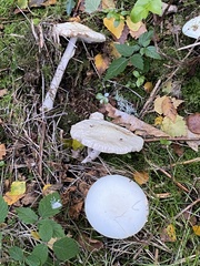 Leucoagaricus leucothites