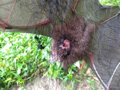 Rhinolophus formosae