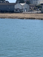 Phoca vitulina