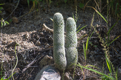 Mammillaria phitauiana