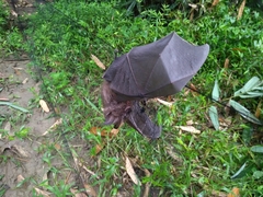 Rhinolophus formosae