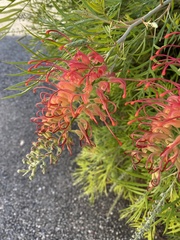 Grevillea