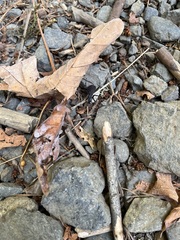 Scaphinotus angusticollis