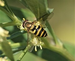 Syrphus rectus
