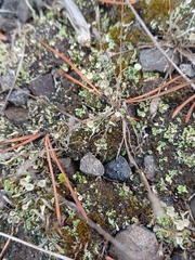 Cladonia chlorophaea
