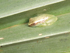 Dendropsophus minusculus