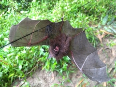 Rhinolophus formosae