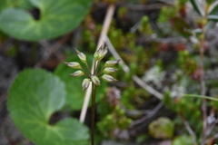 Coptis aspleniifolia