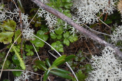 Coptis aspleniifolia