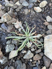 Plantago maritima