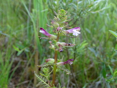 Pedicularis palustris