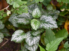Lamium galeobdolon argentatum