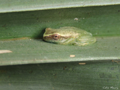 Dendropsophus minusculus