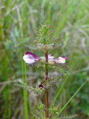 Pedicularis palustris