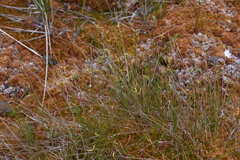 Carex pauciflora