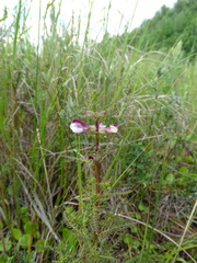 Pedicularis palustris