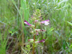 Pedicularis palustris