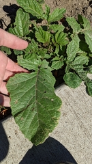 Brassiceae