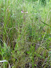 Pedicularis palustris