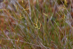 Carex pauciflora