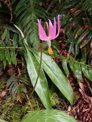 Erythronium revolutum