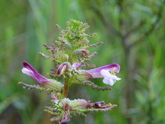 Pedicularis palustris