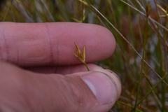 Carex pauciflora