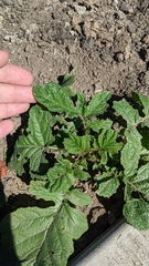 Brassiceae