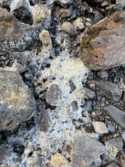 Lichinaceae