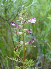 Pedicularis palustris