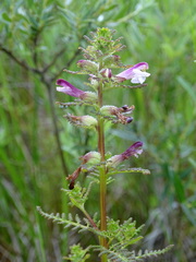Pedicularis palustris