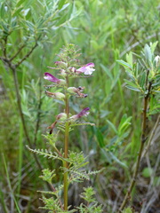 Pedicularis palustris