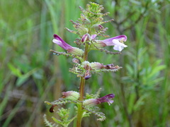 Pedicularis palustris